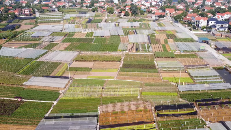 Vietnam Aims for Sustainable Agricultural Development Through Cooperative-Led Production Chains