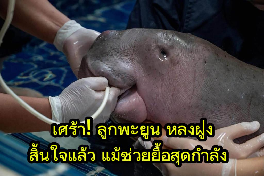 タイ・ラノーンでジュゴンの赤ちゃん死亡、救助活動も虚しく