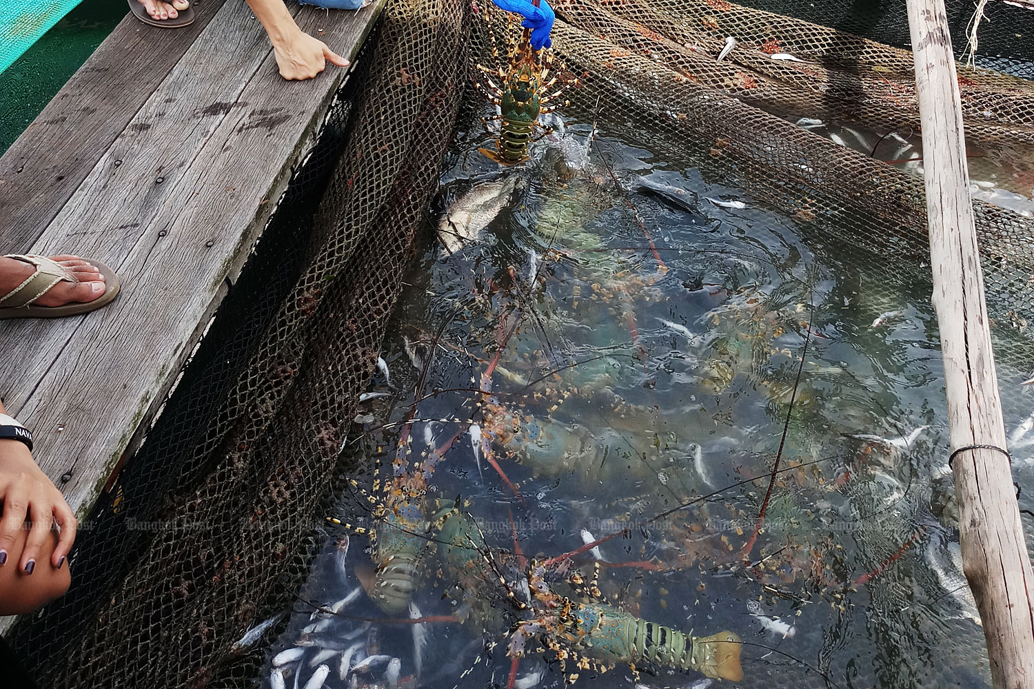 Shrimp Farmers Urge Government Action on Disease Crisis to Boost Exports