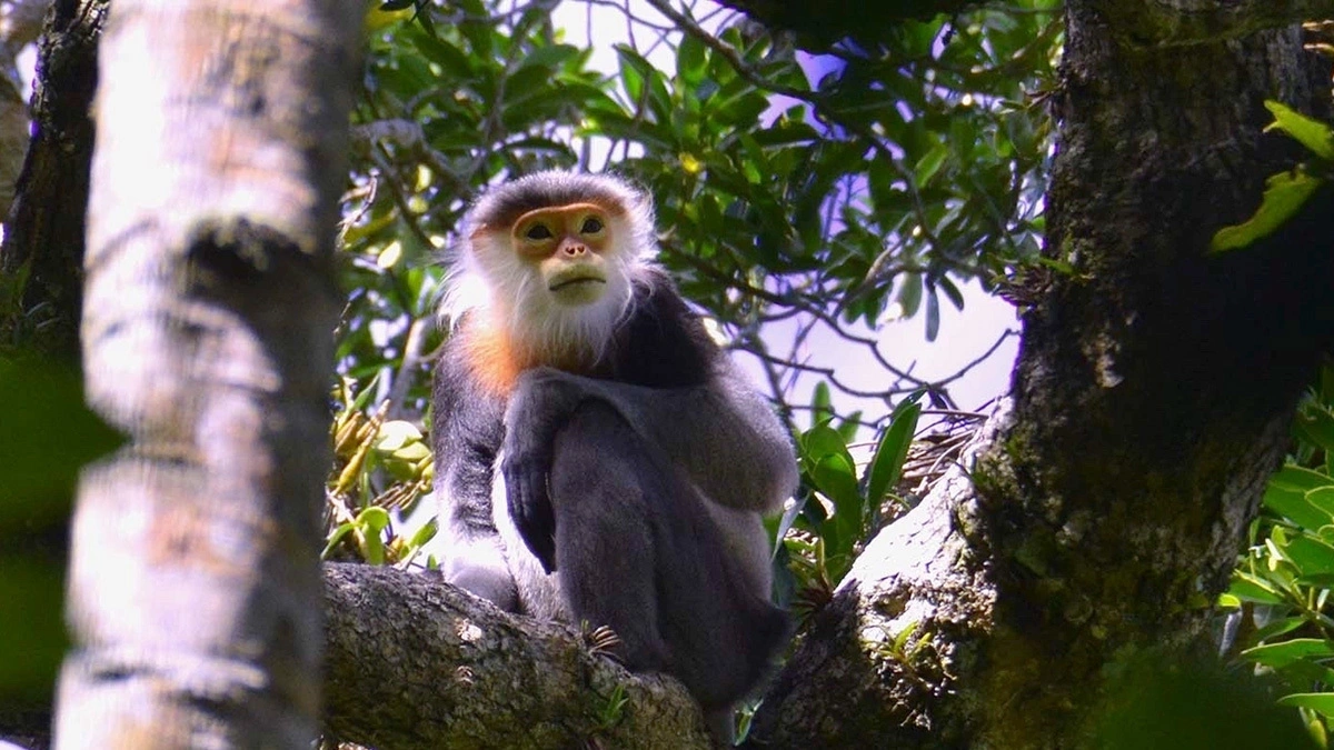 Kon Ka Kinh National Park to Become Eco-Tourism Hub as Gia Lai Approves Development Plan