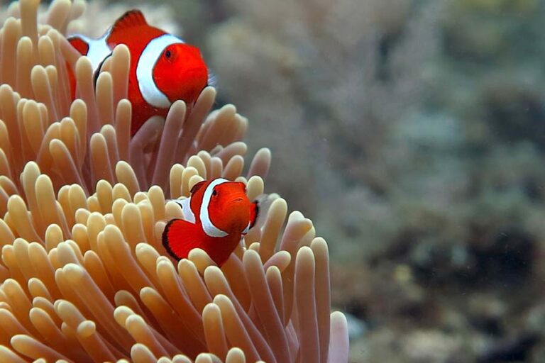 Clownfish's Remarkable Sex Change Tied to Social Structure and Gene Expression