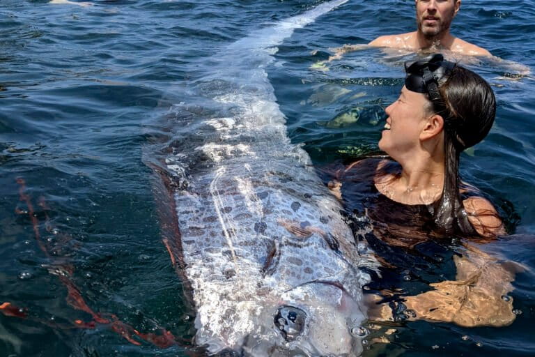 Oarfish Washes Ashore in Lombok, Reigniting Earthquake Omen Beliefs