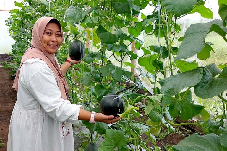 Black-Skinned Melon Developed in Indonesia Boasts Two-Month Shelf Life, Export Potential
