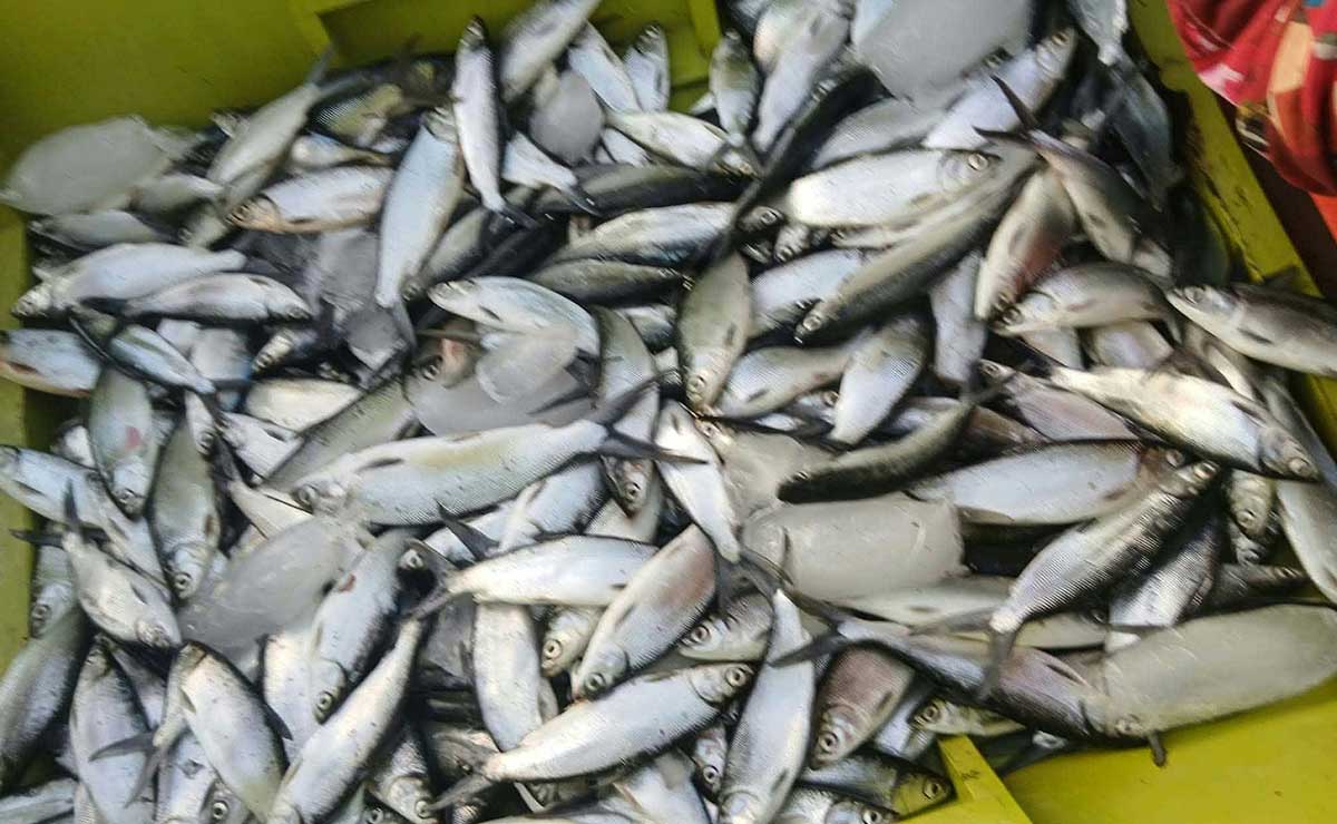 フィリピン産バングス価格下落、生産者悲鳴