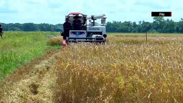 Mandalay Region to issue 82 billion kyats in monsoon agricultural loans