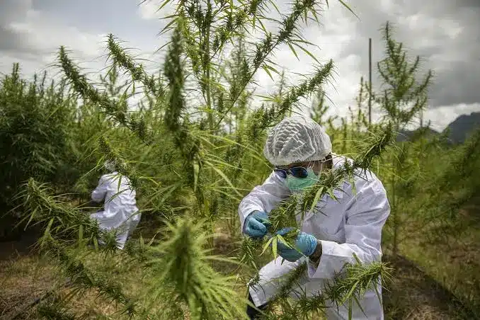 タイはどのようにして10億バーツの大麻輸出を拡大する計画なのか
