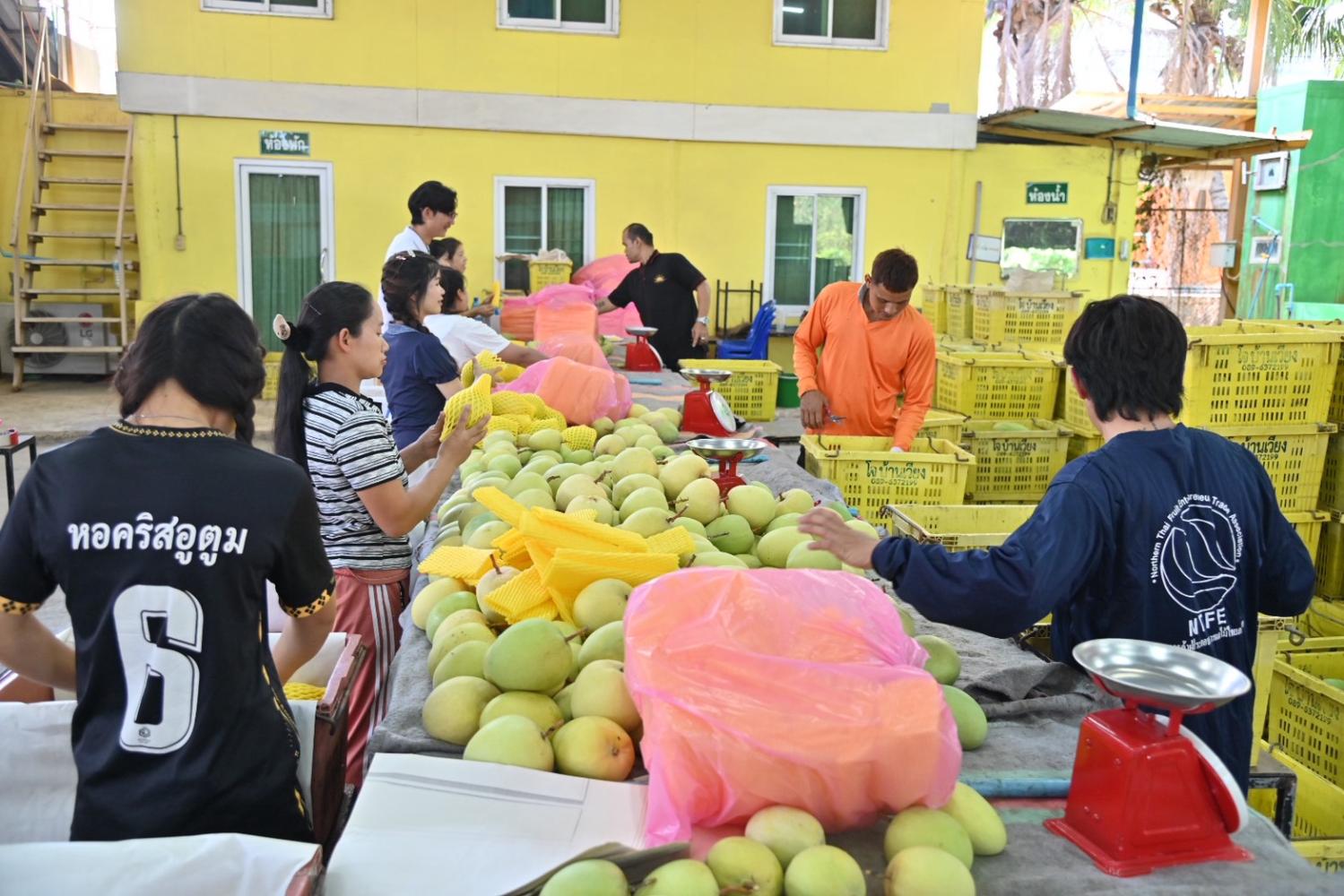 タイの果物過剰供給問題、専門家が「値下げ競争」回避と付加価値戦略を提言