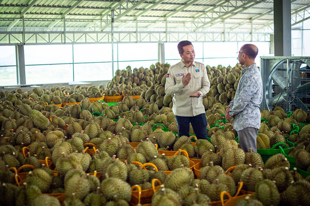 Cambodia's Fresh Durian Exports to China Surge Amid New Laos Trade Route