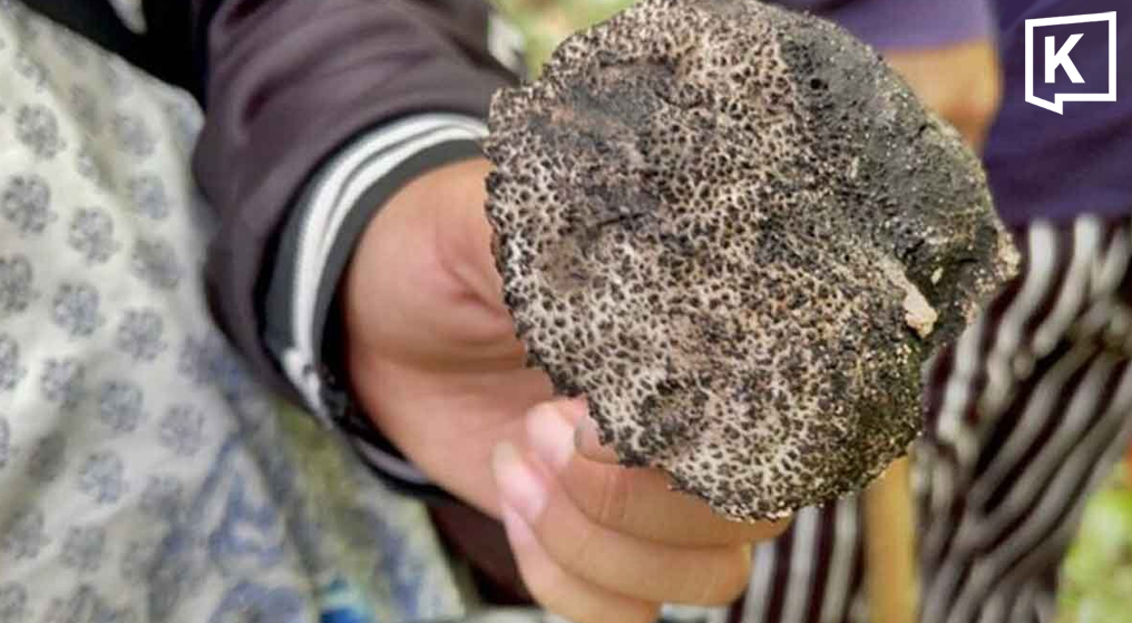 Officials Warn of Poisonous Wild Mushrooms During Rainy Season