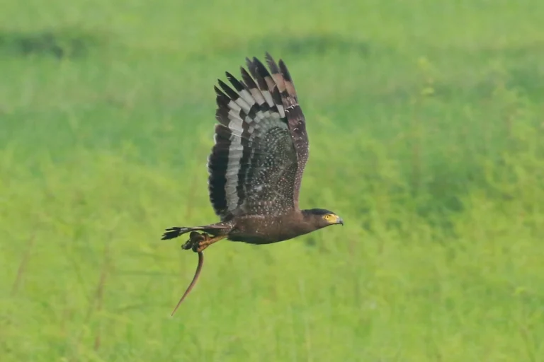 The Secret Behind How Crested Serpent Eagles Dominate Cobras