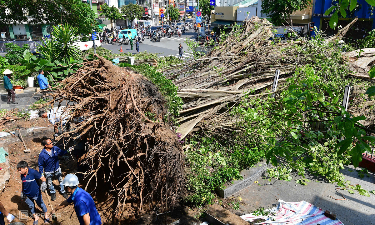 Giant Tree Fall Halts Traffic in Central Ho Chi Minh City