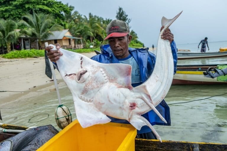 Heavy Metals in Shark Meat Threaten Fetal and Child Development