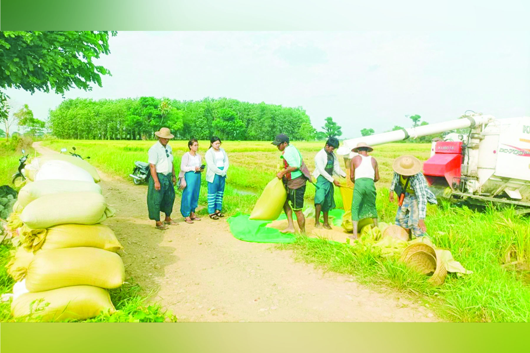 Summer paddy harvest inspected in Yekyi Township
