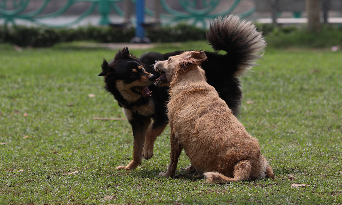 Stricter Fines for Unleashed Dogs in Public Spaces: Up to VND 2 Million Penalty Under New Decree