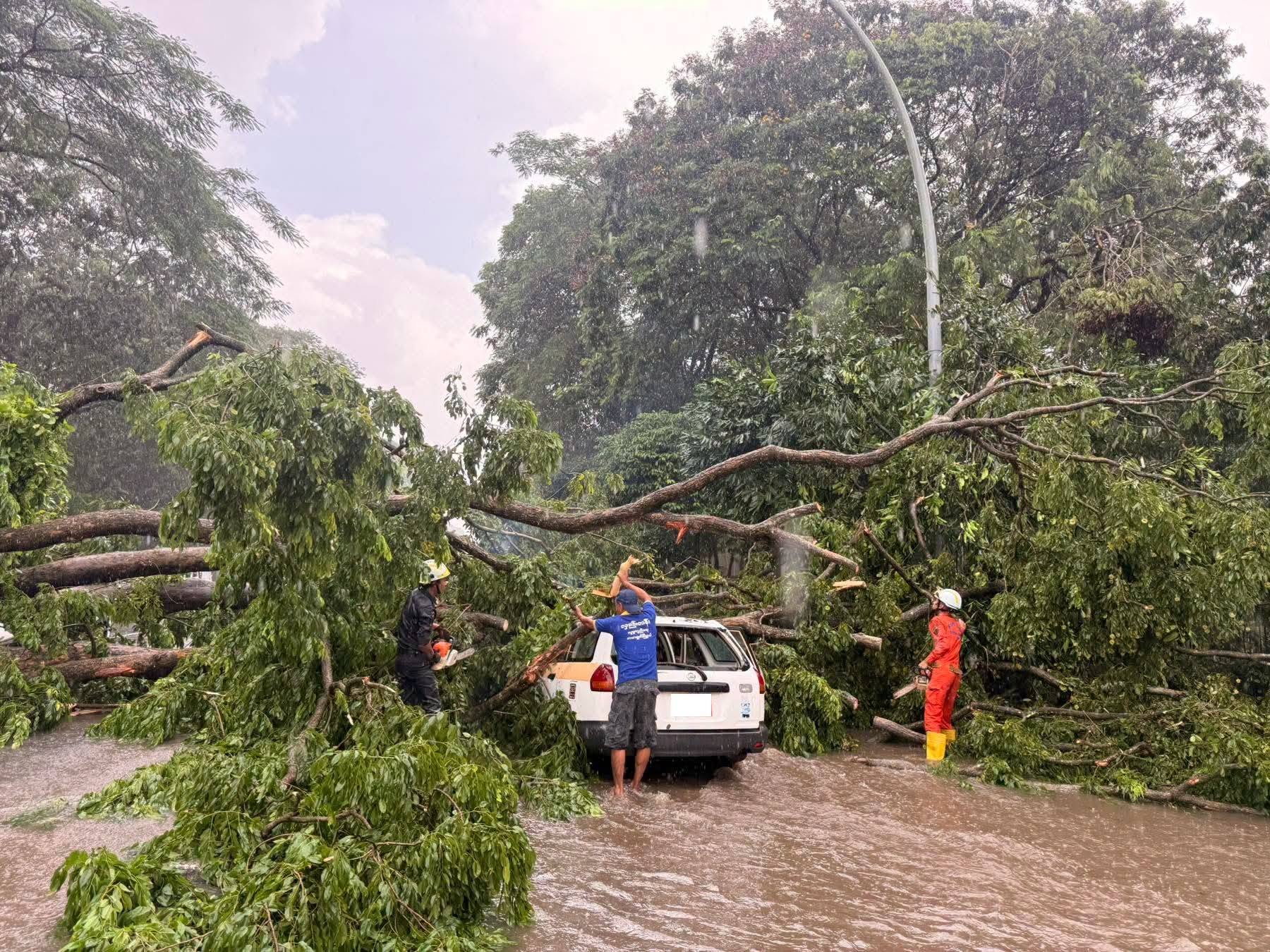 A pagoda tree fell on University Garden Road in Kamayut Township, crushing two vehicles, with no casualties