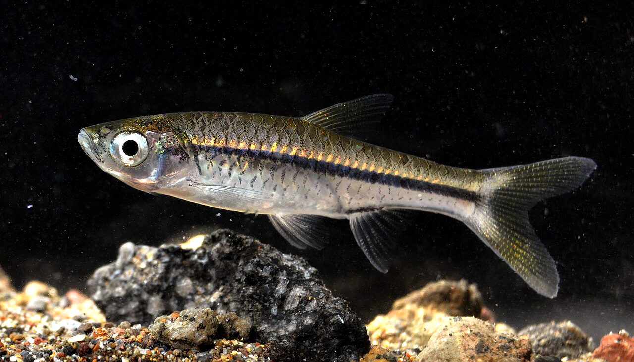 Indonesia's Endemic Small Fish Face Population Decline, Ministry Promotes Restocking