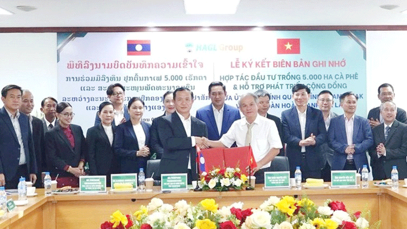 Vietnam’s Hoang Anh Gia Lai to invest US$50m in coffee plantation in southern Laos