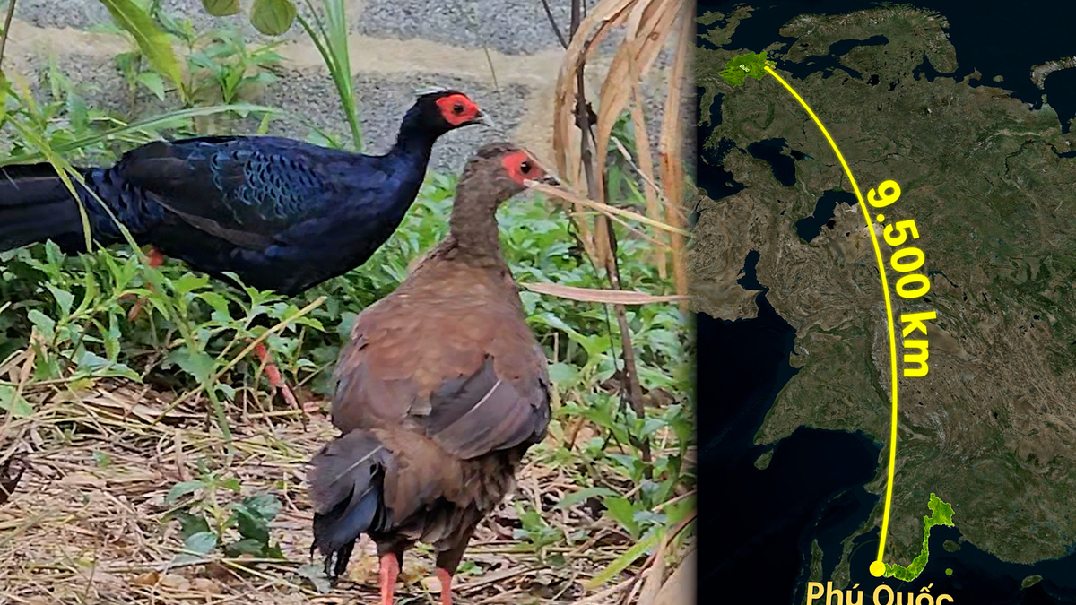 Behind the Scenes: Transporting a Crested Argus Pheasant from Germany to Vietnam by Air