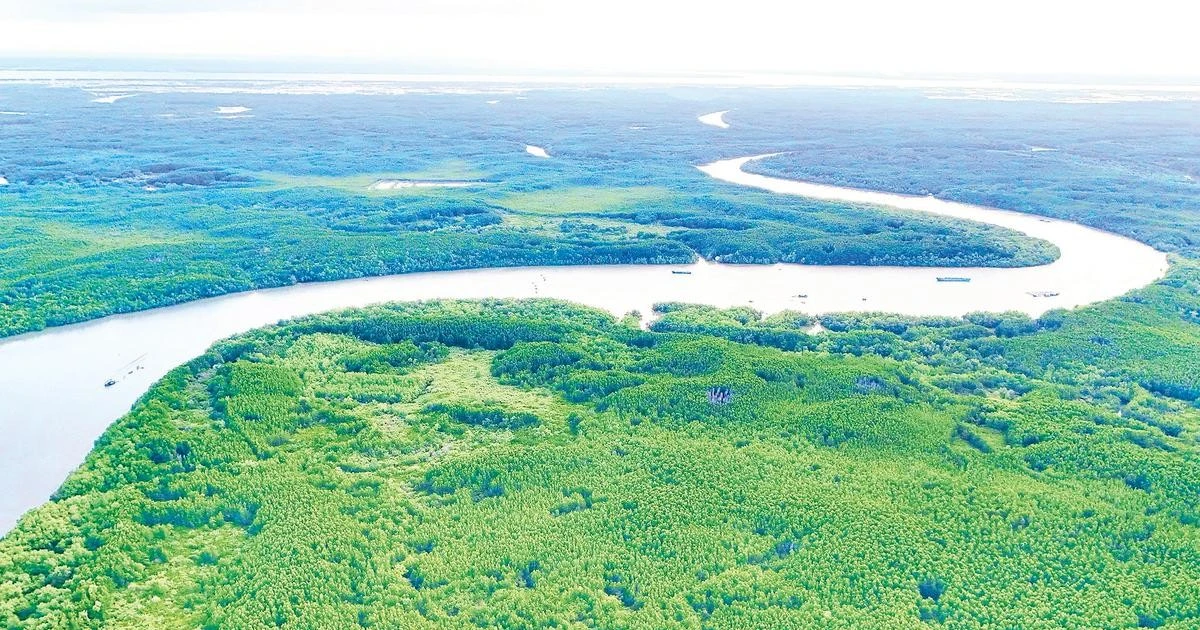 Ho Chi Minh City Eyes Carbon Credit Market Leveraging Forest Resources