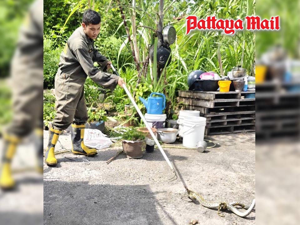 パタヤで体長2メートルのニシキヘビ捕獲、住民に安堵広がる