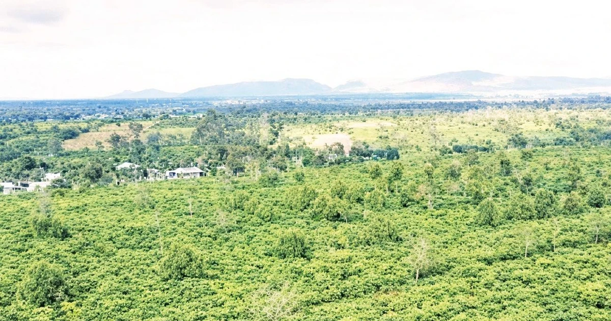 Central Highlands Vietnam: Coffee growing regions move towards sustainable growth