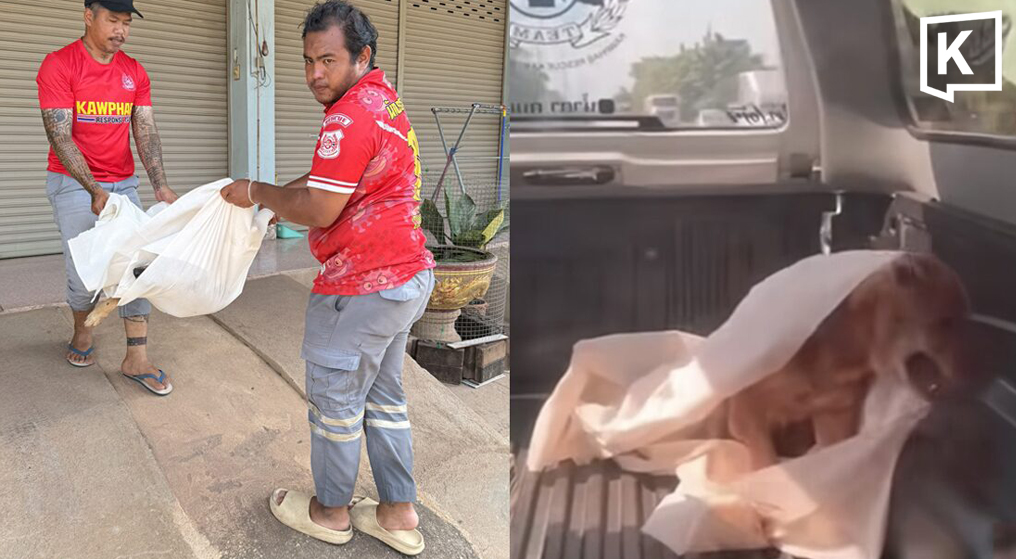 Rescuers Stunned as 'Dead' Dog Wakes Up on Truck in Kamphaeng Phet