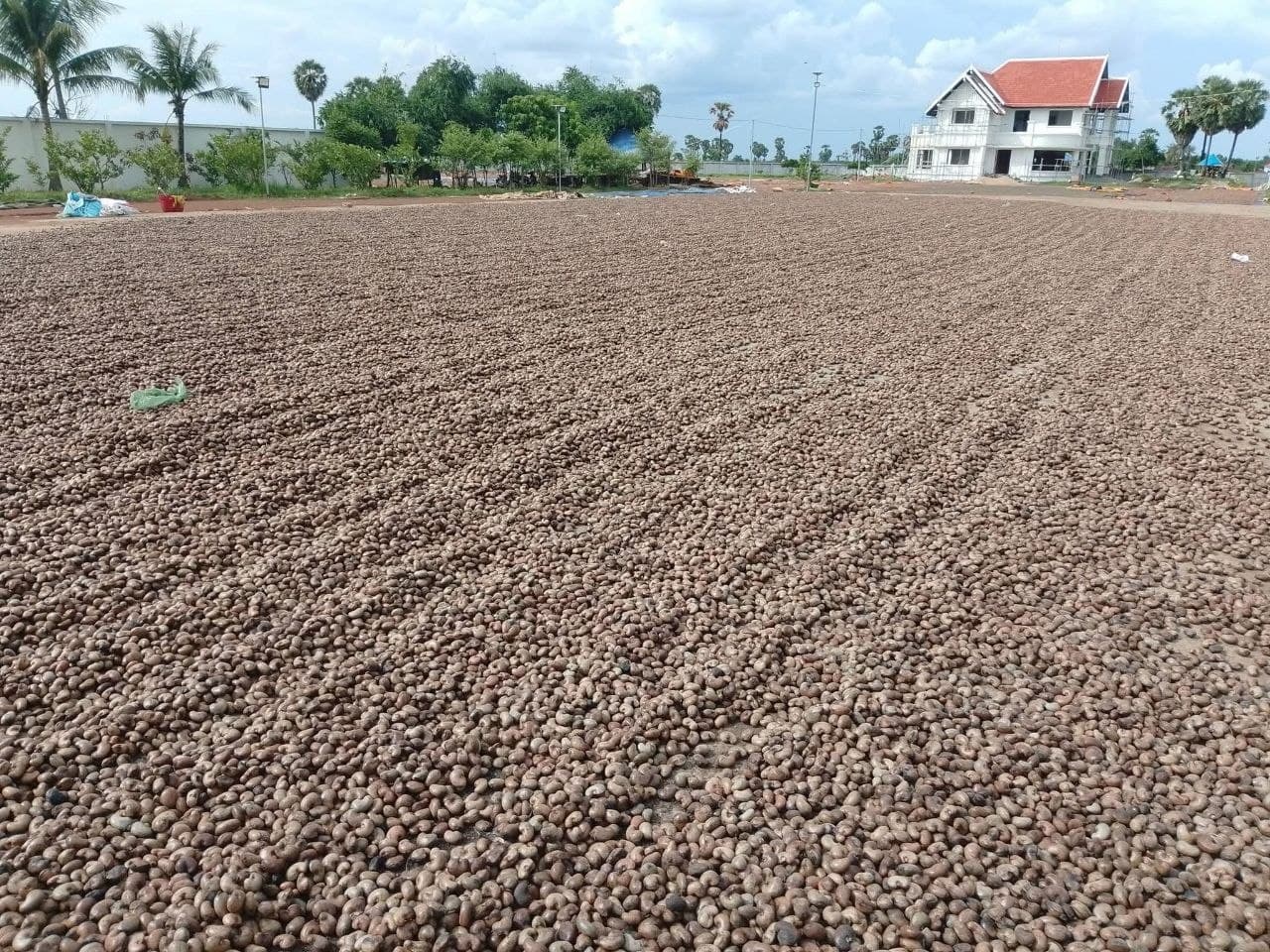カシューナッツ生輸出100万トン超、国内加工投資の必要性浮き彫りに