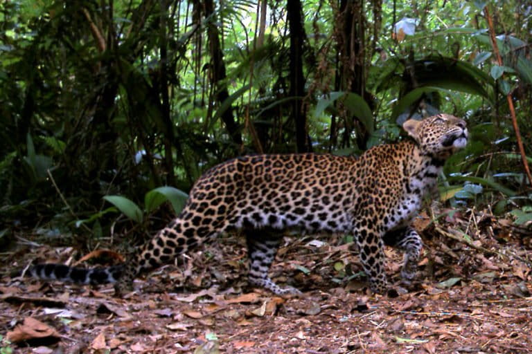 ジャワヒョウの絶滅、ジャワヒョウにも迫る危機