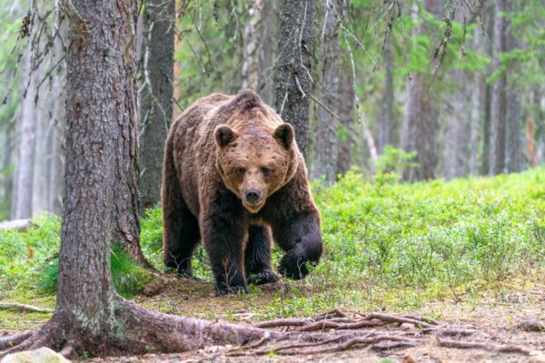 Ecological Imbalance Drives Bear Encounters in Mongolia