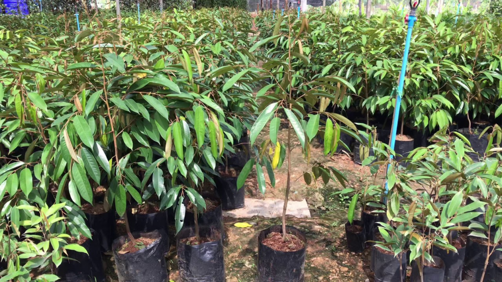 Cambodia's Ministry of Environment to Distribute Durian and Samrong Saplings to Citizens in 2027