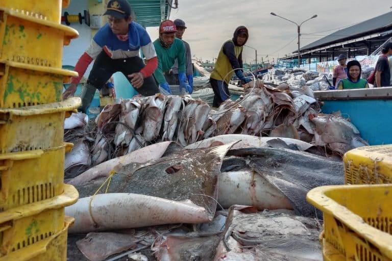Indonesian Fishery Workers Hope for Better Fortunes After ILO Convention Ratification