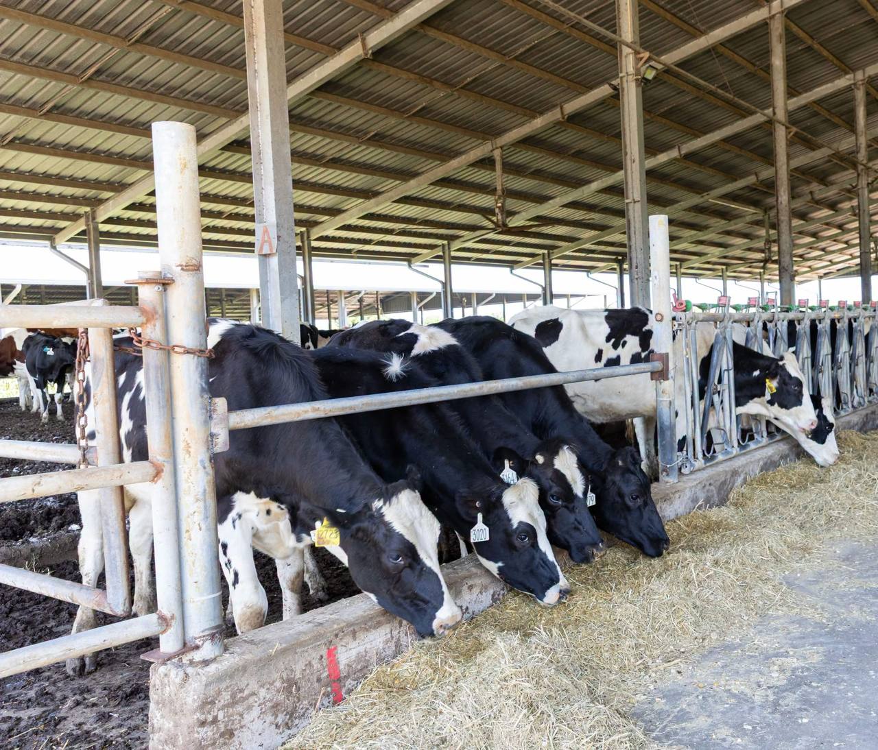 220 Australian Dairy Cows Arrive in Cambodia to Meet Surging Domestic Milk Demand
