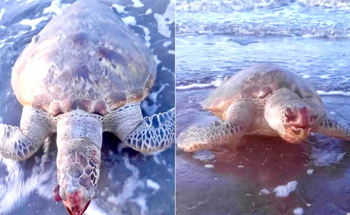 Rare Green Sea Turtle Dies on CamSur Shore Despite Rescue Efforts