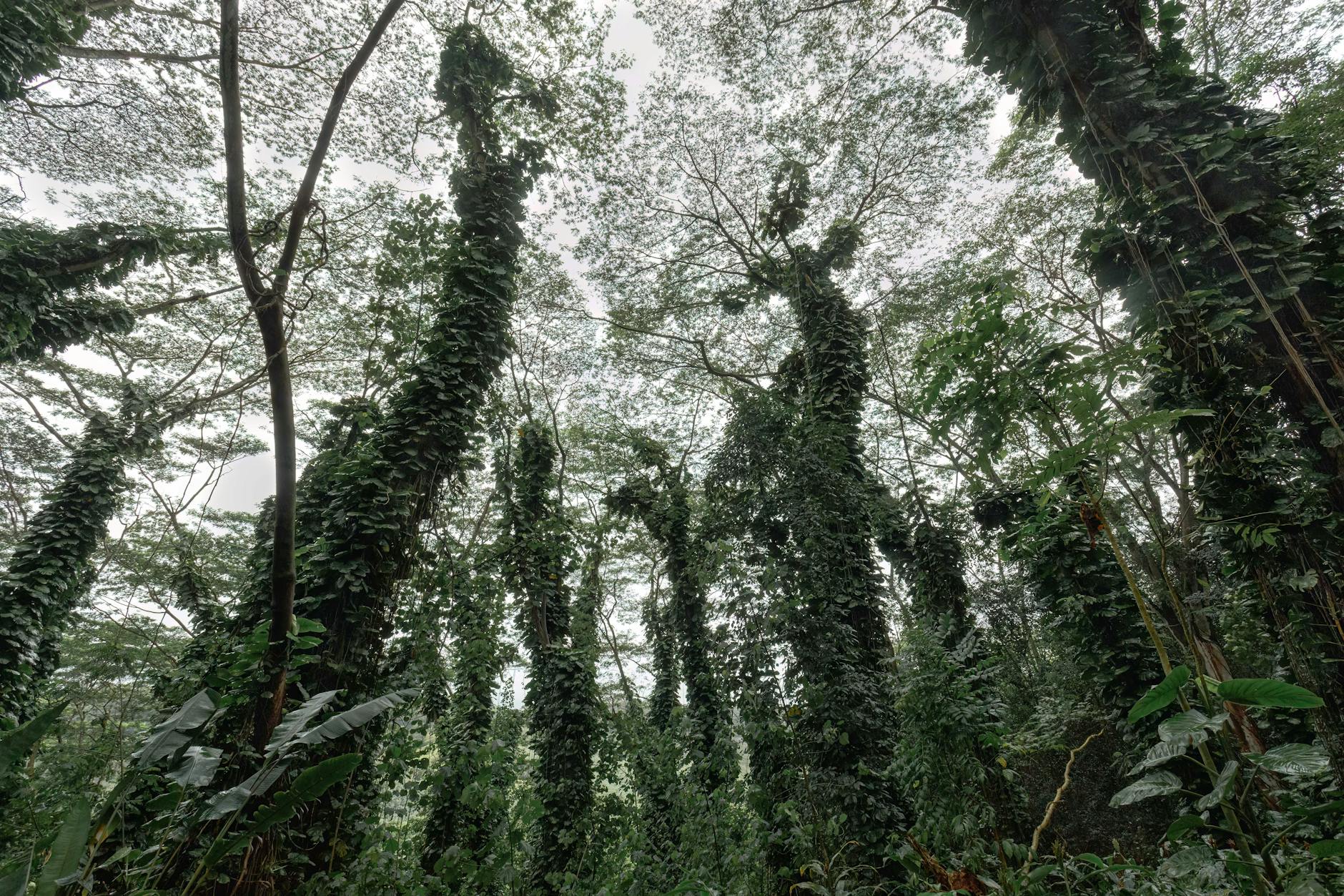 New Dawn for Vietnam's Forest Protection: Guatemala's AI Technology Offers Insights for Illegal Deforestation Monitoring