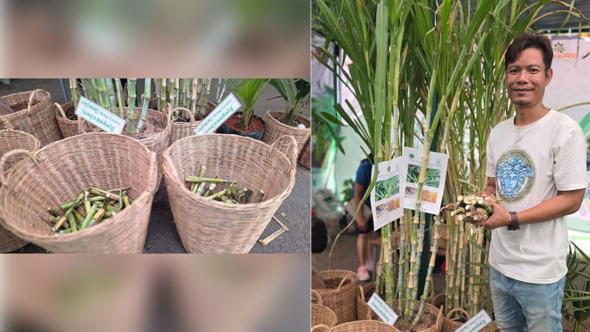 Cambodia Introduces Giant Grass Cultivation for Community Income and Environmental Protection