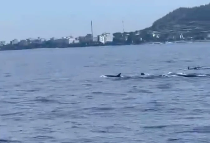 ベトナム沿岸、イルカ多数目撃 環境保護の好兆候か
