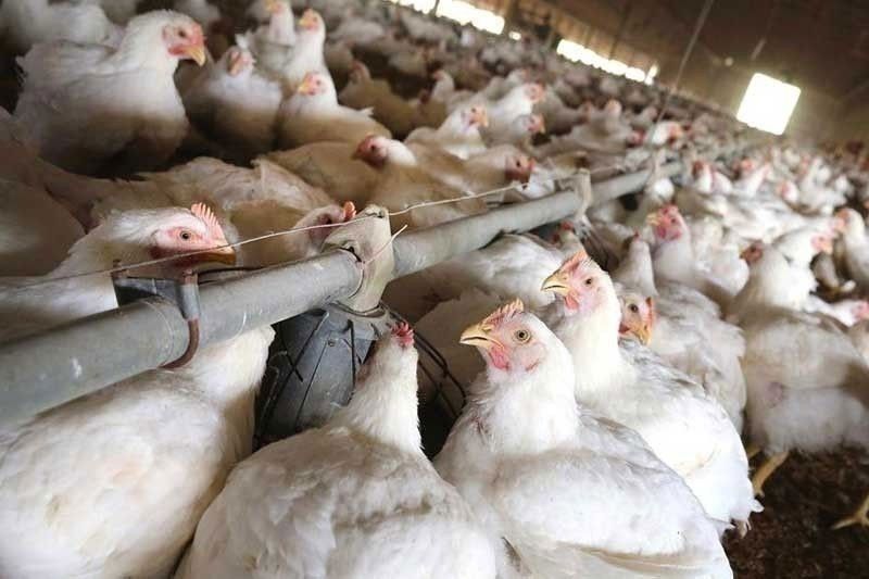 Philippines Chicken Imports Seen Rising Next Year on Demand