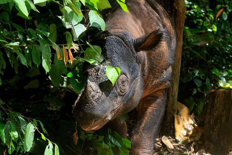 Sumatran Rhino Protection: No Poaching Signs Since 2008 in Leuser Ecosystem
