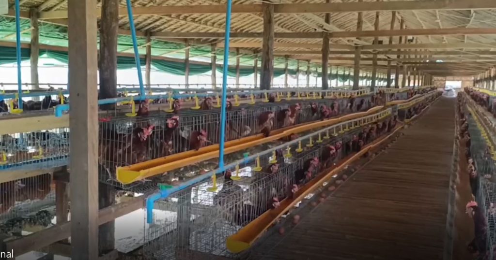 Egg prices are good, so egg-laying chicken farmers are doing well