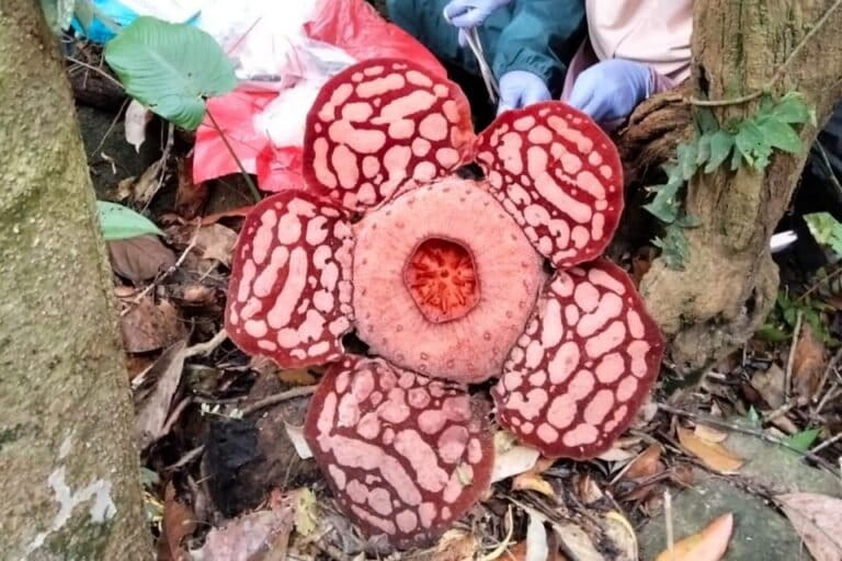 アナンバス諸島でラフレシア数万輪が開花、希少な自然現象に注目集まる