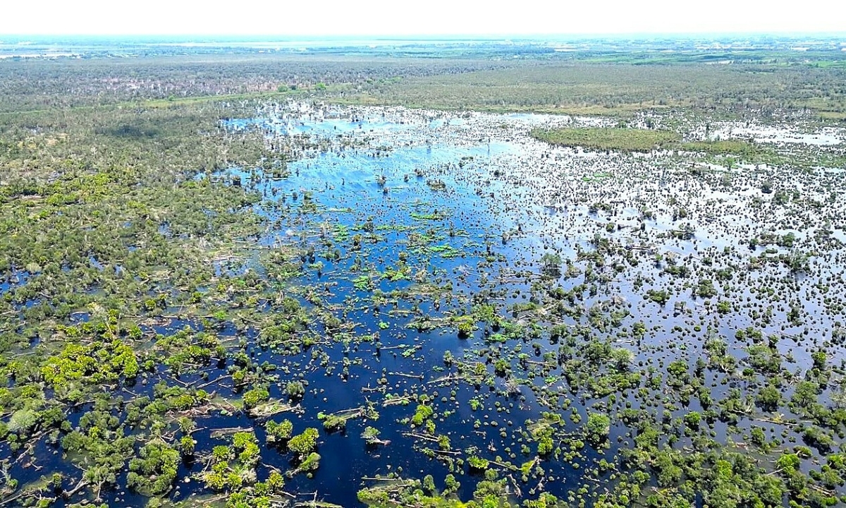 U Minh Ha National Park Faces 300 Hectares of Forest Decline, Ecosystem Concerns Rise