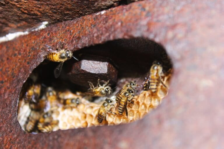 Beehives Found on Abandoned Heavy Equipment in Banjarbaru, Impact of Forest Fires?