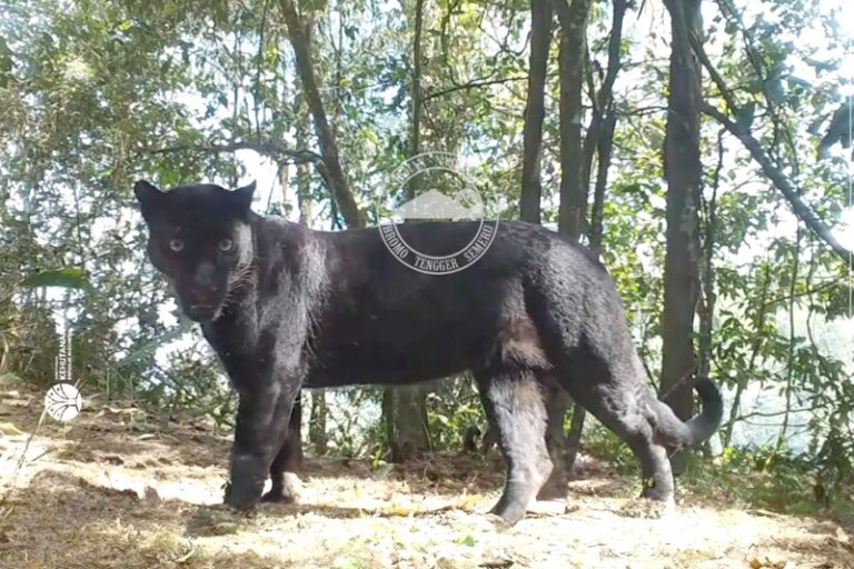 Leopard and Black Panther: Two Names for the Same Predator in Indonesia