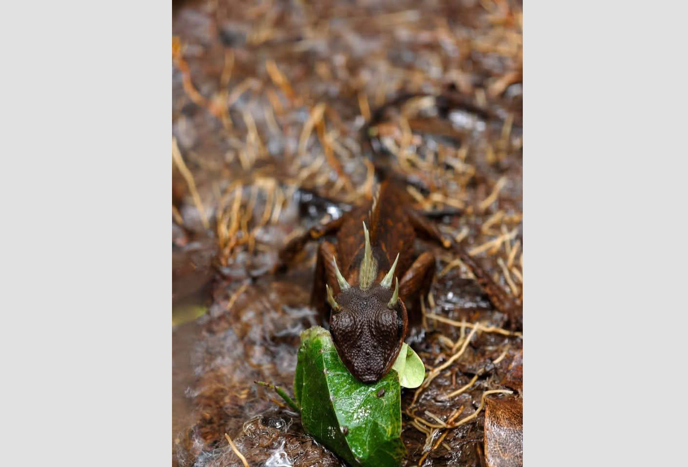 カンボジアの保護区で希少な「ヤマホウサイ」発見、生物多様性の豊かさを示す