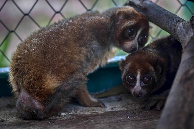 Bangka Island's 'Kelelak' Offers Haven for Endangered Slow Loris