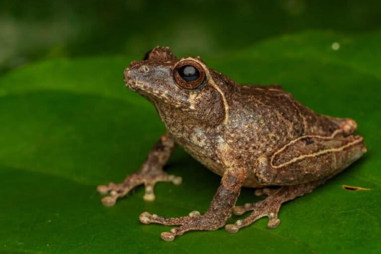 メラピ山で新種カエル発見、インドネシアの生物多様性保全に光