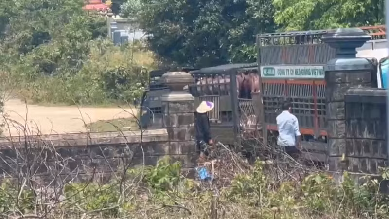 Vietnam Cracks Down on Diseased Livestock Ring, Over 250 Tons Involved