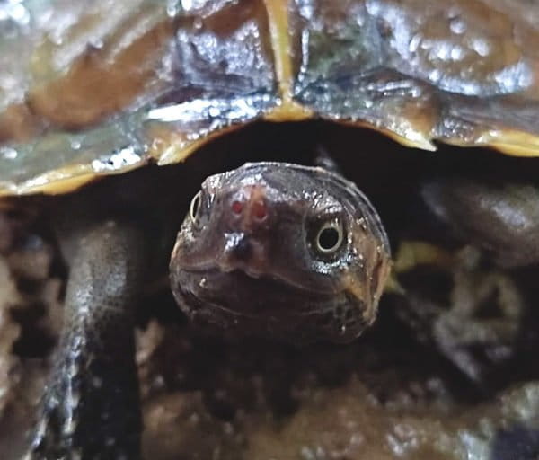 Future of Indonesian Turtles in Question Amidst High Export Demand