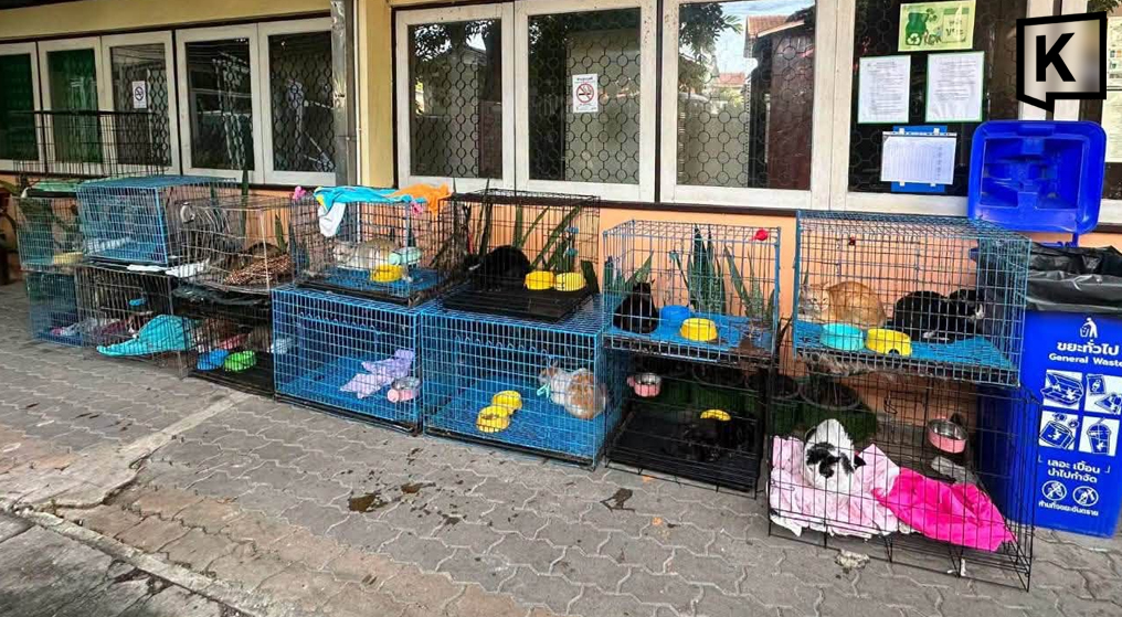 火災で家族失った猫、新たな飼い主を求めて バンコク
