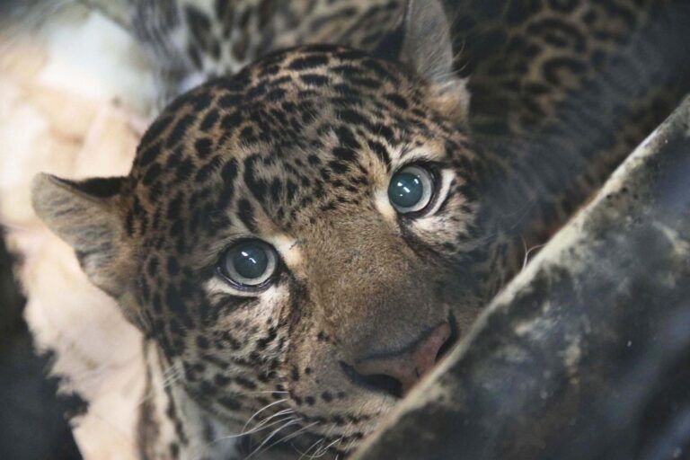 ヌサカンバンガン島でジャワヒョウ確認、保護区の現状と課題